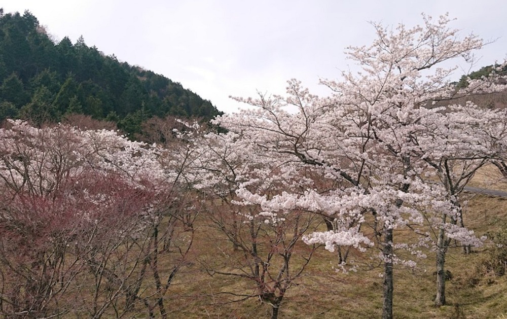 ウッドパーク声ヶ乢の桜