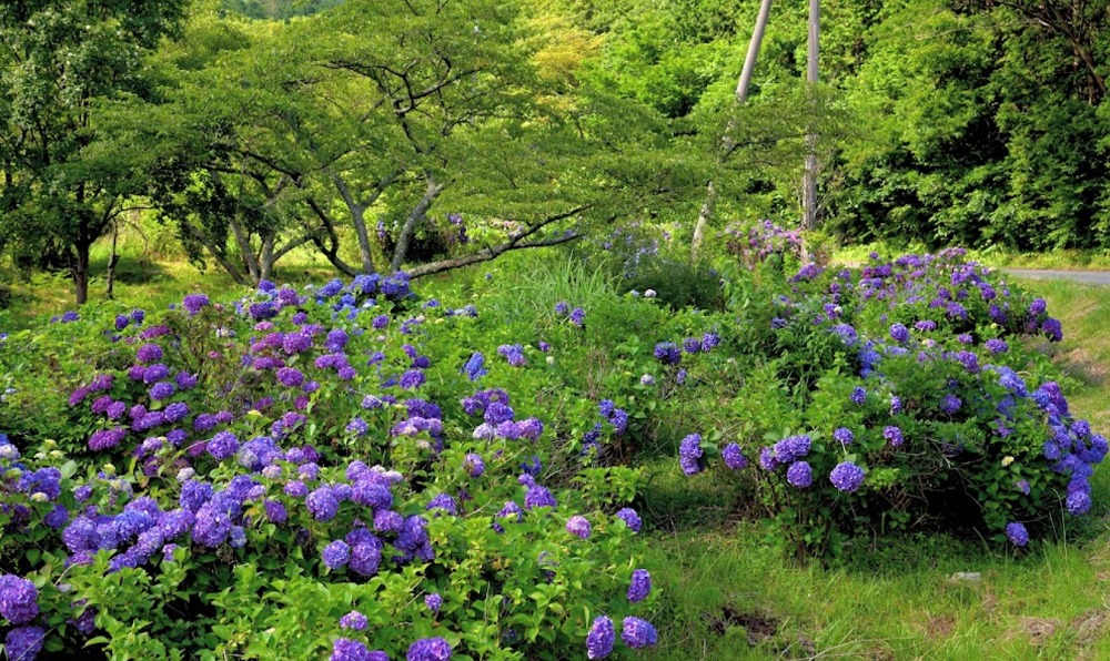 ウッドパーク声ヶ乢の紫陽花