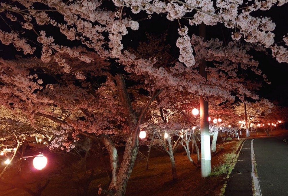 ウッドパーク声ヶ乢の夜桜ライトアップ