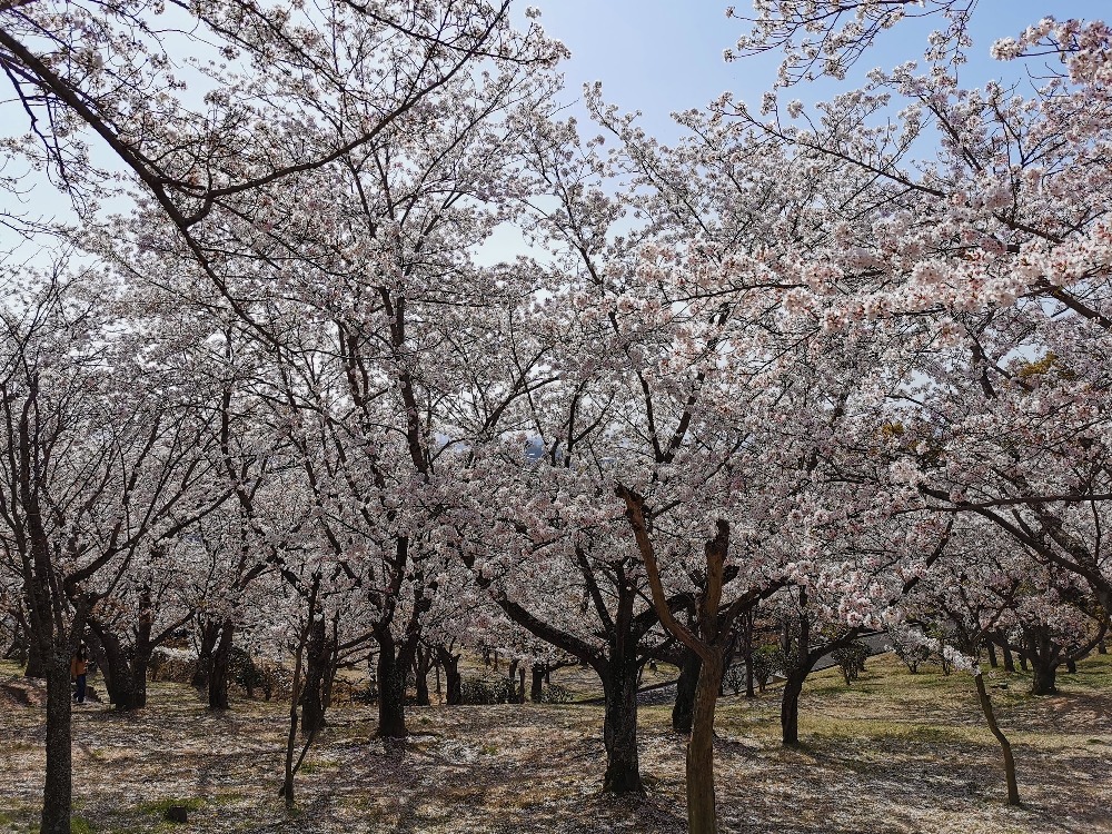 円通寺公園の桜
