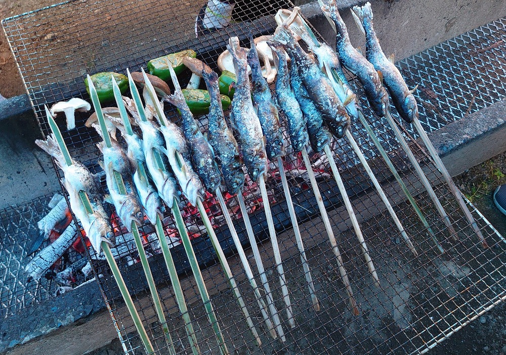 日名倉養魚場の魚