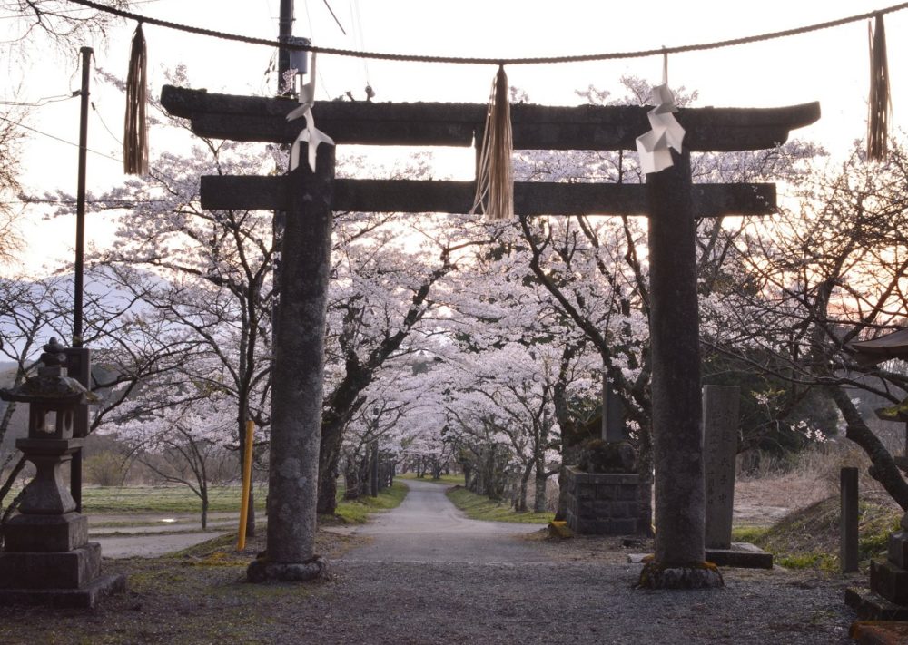 茅部神社の鳥居と桜