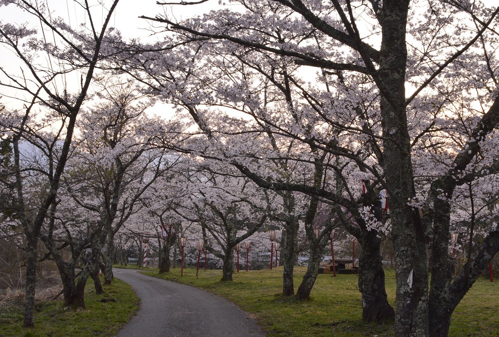 茅部神社の桜