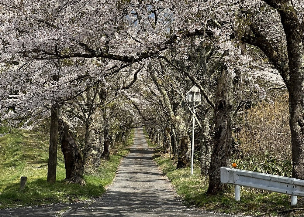 茅部神社の桜のトンネル