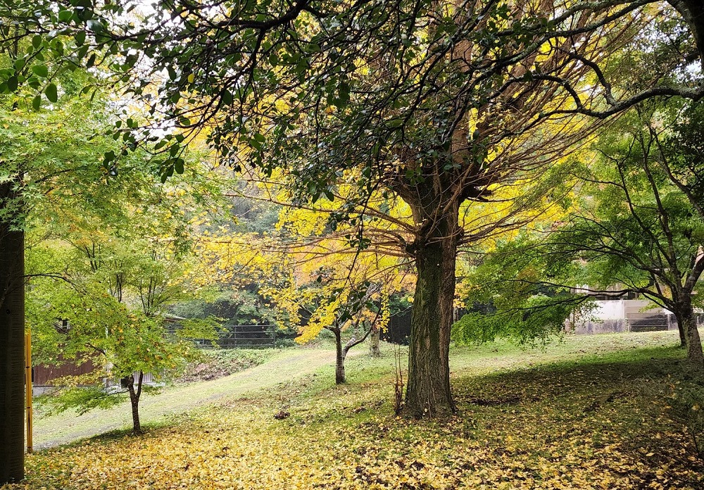 三谷公園の落ち葉