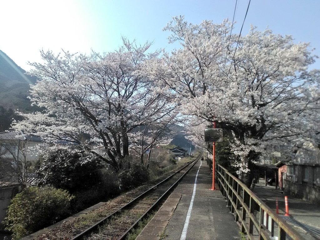 三浦駅の桜発着場