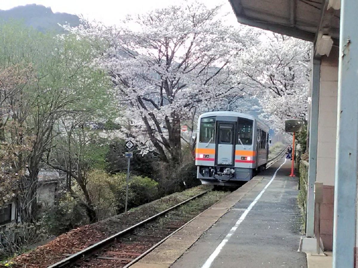 三浦駅の桜