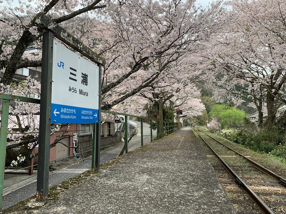 三浦駅の桜トンネルの様子