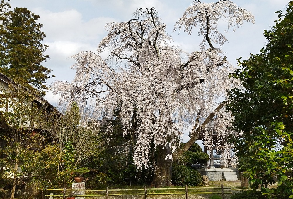 千光寺の枝垂れ桜