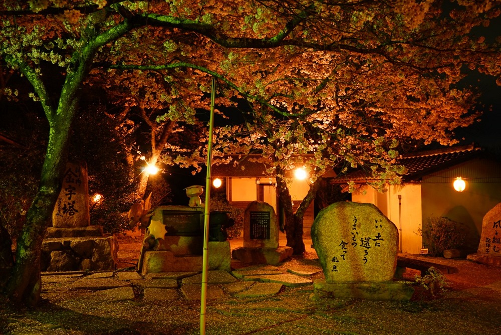 川柳公園・川柳の小径の桜ライトアップ2