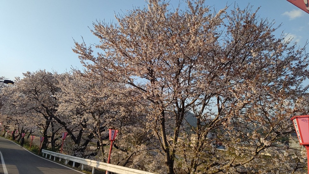 久世トンネル桜・天領くせ桜まつり