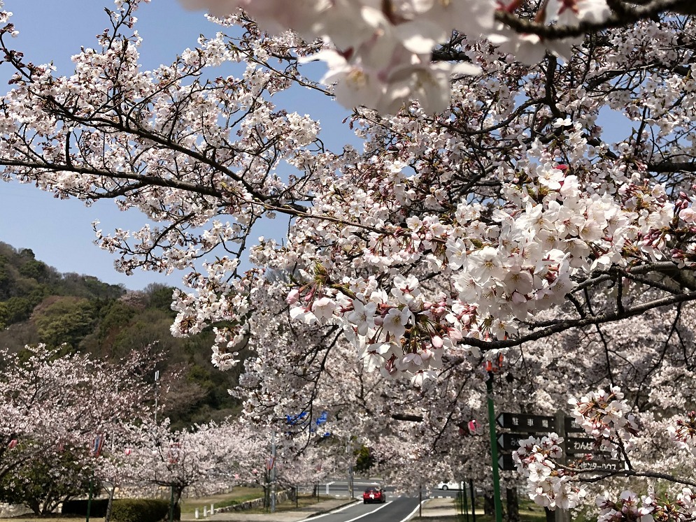 深山公園（みやま公園）の桜