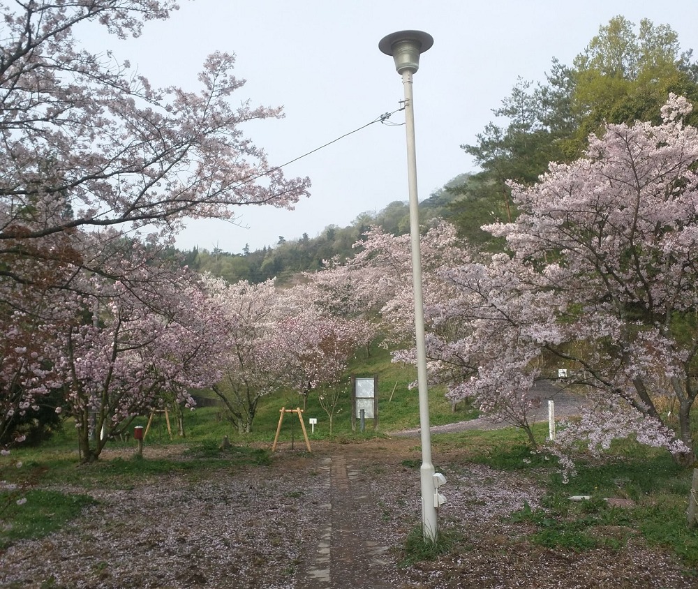 宗堂桜と街灯