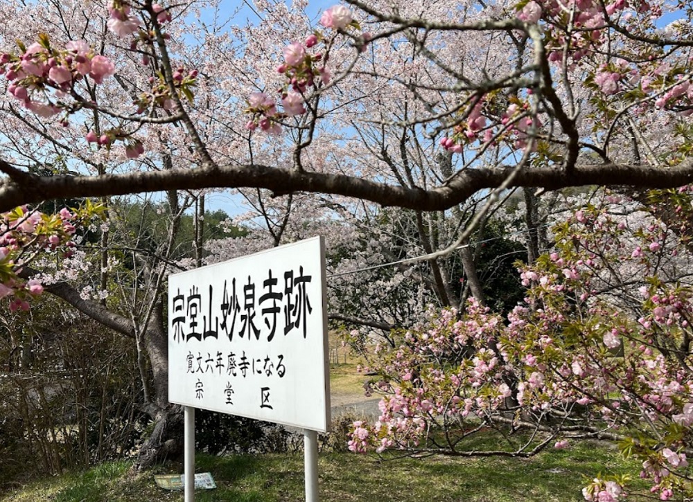 宗堂桜と妙泉寺