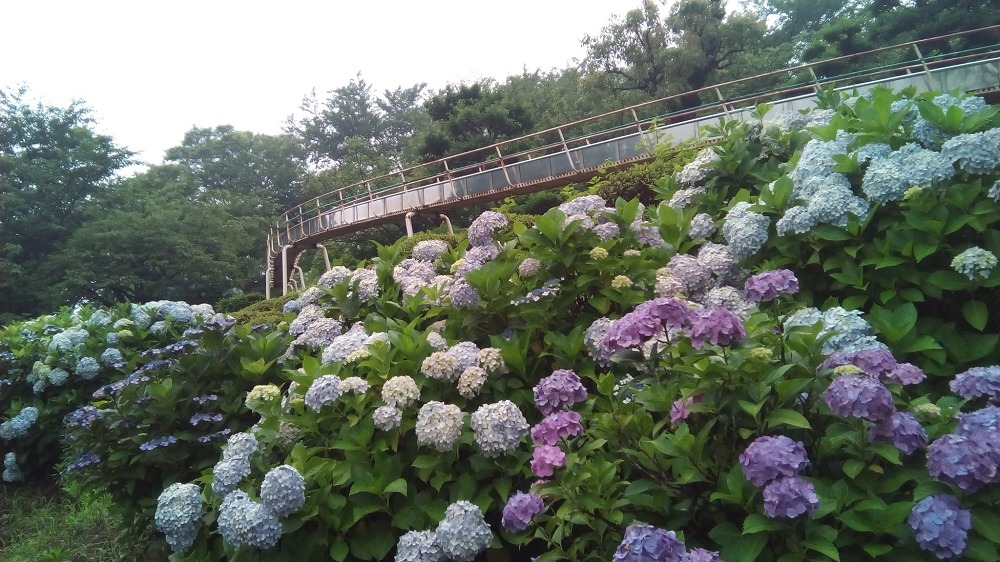 種松山公園西園地の紫陽花（あじさい）