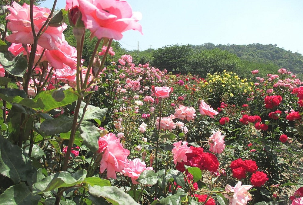 種松山公園西園地の薔薇（バラ）