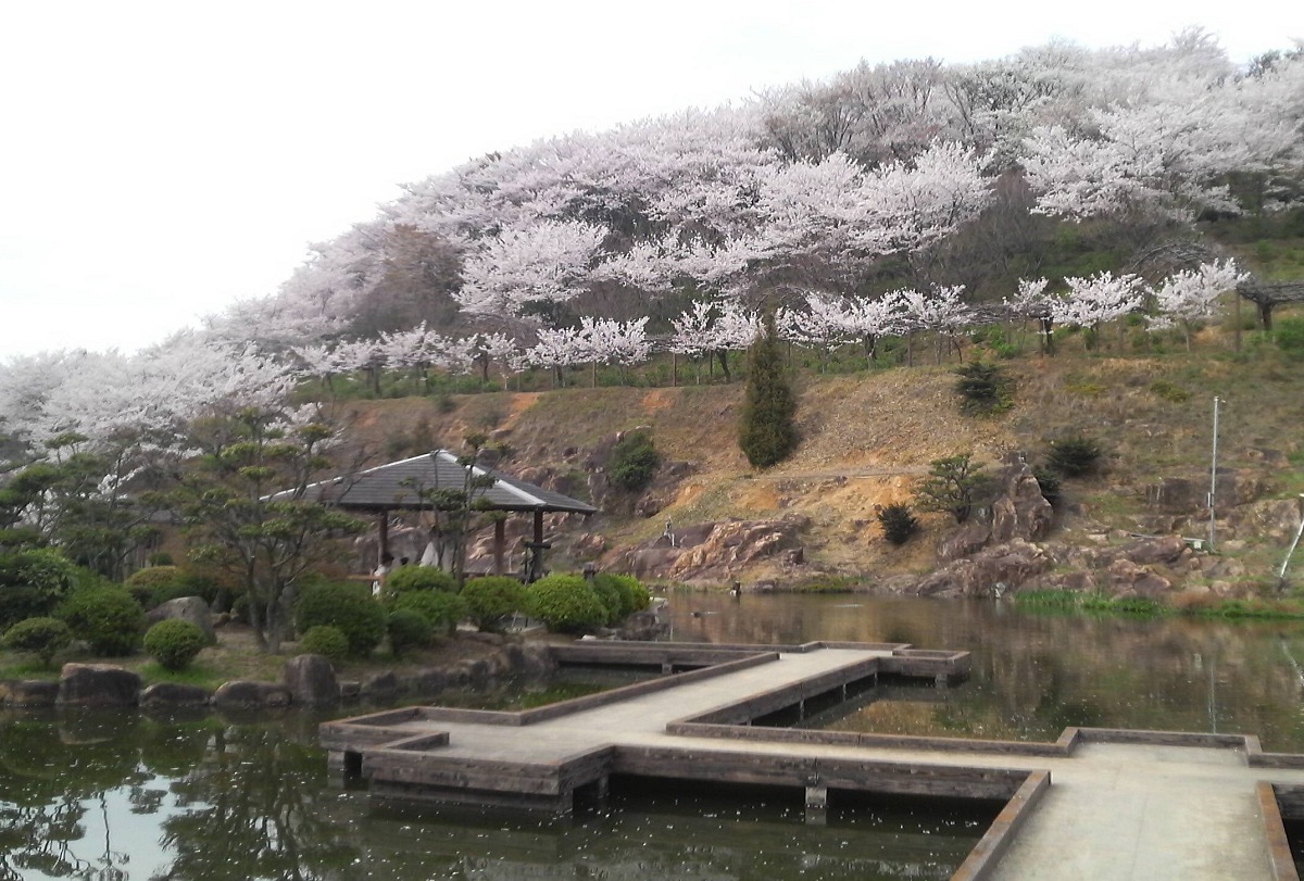 種松山公園西園地の桜全体
