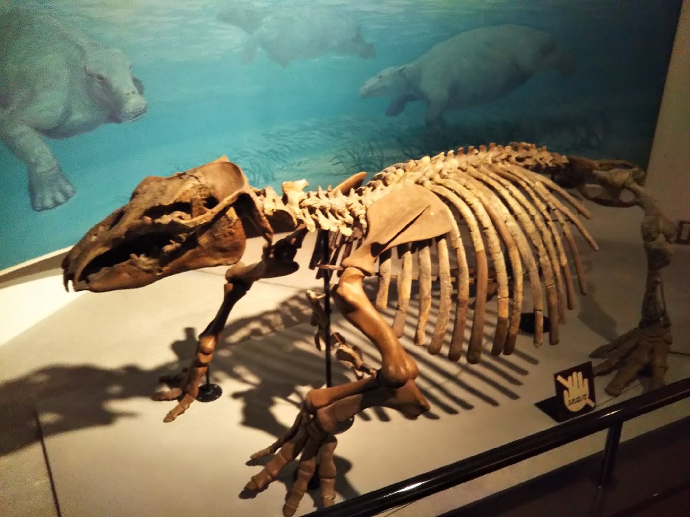 古代1500万年前の奇獣パレオパラドキシア
