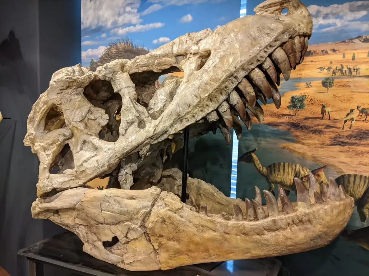 恐竜学博物館の恐竜の頭