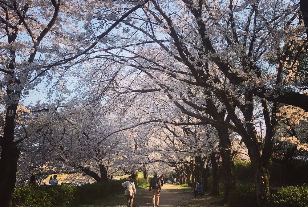 旭川さくらみちの桜並木