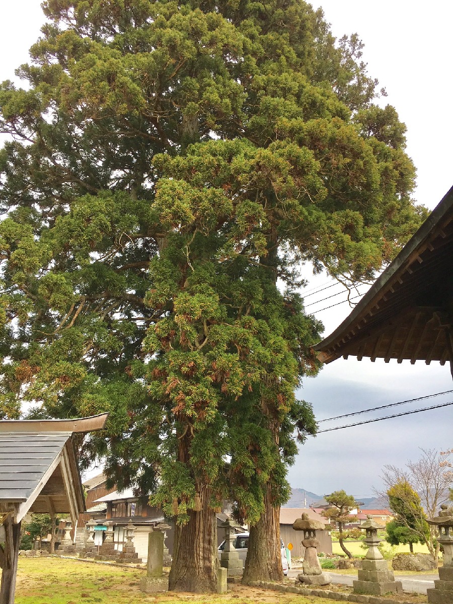 福田神社の巨大な杉