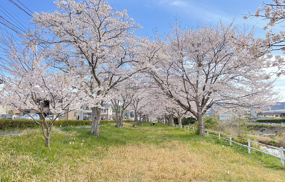 神楽尾公園の桜
