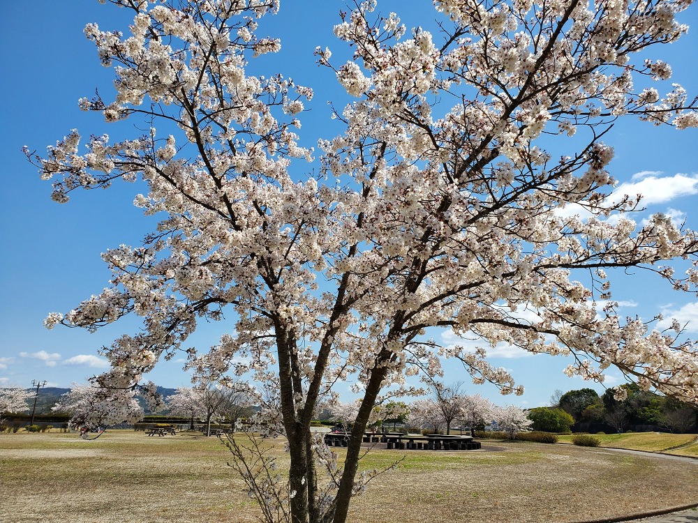 松ヶ鼻ファミリーパークの桜