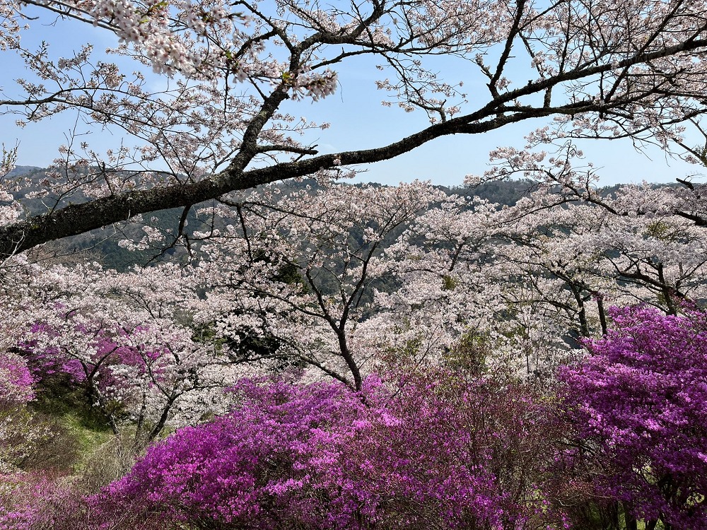 三休公園のツツジと桜