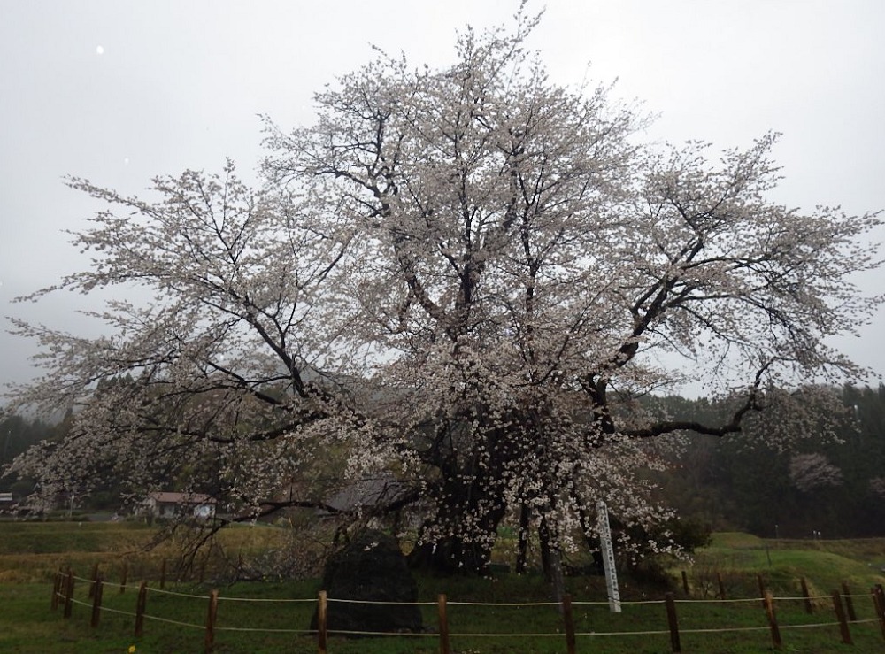 曇りの尾所の桜