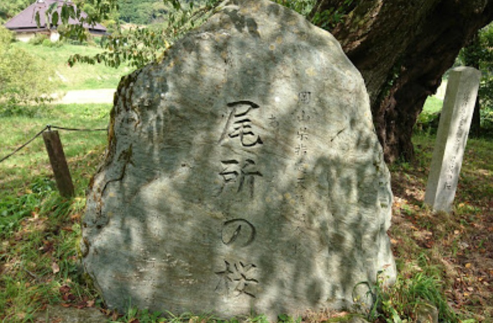 尾所の桜の石碑