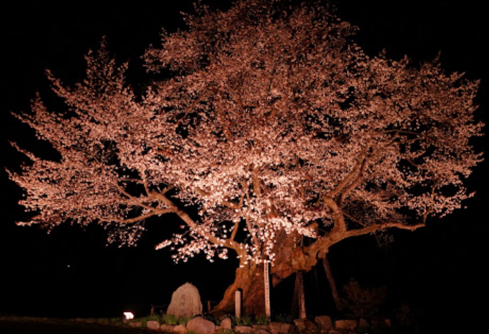 尾所の桜ライトアップ