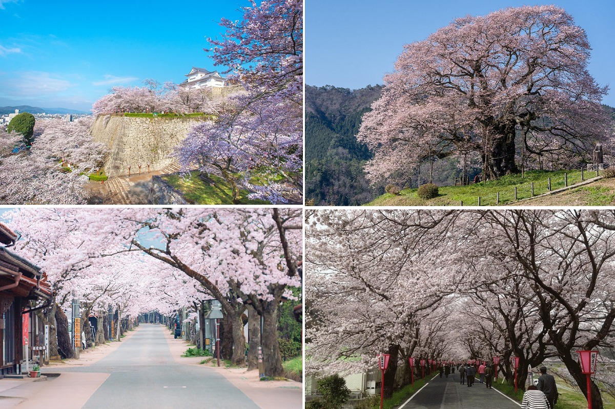岡山県のお花見ができる桜の名所ランキング