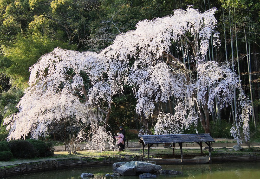 曹源寺と枝垂れ桜