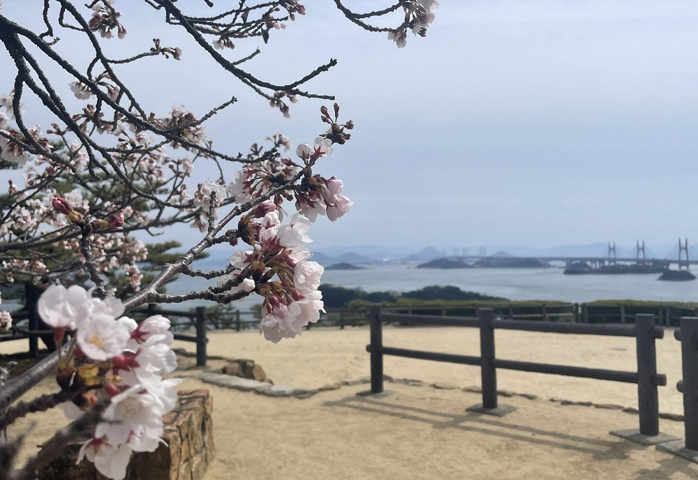 鷲羽山展望台の桜