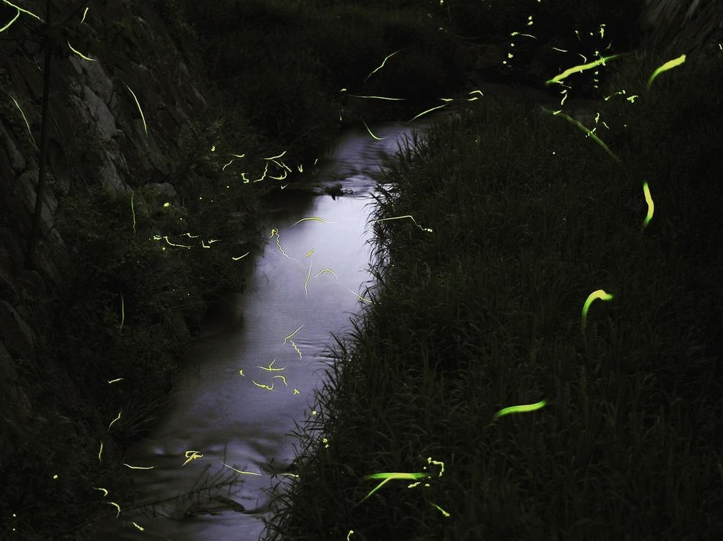 湯郷温泉ほたる川の風景