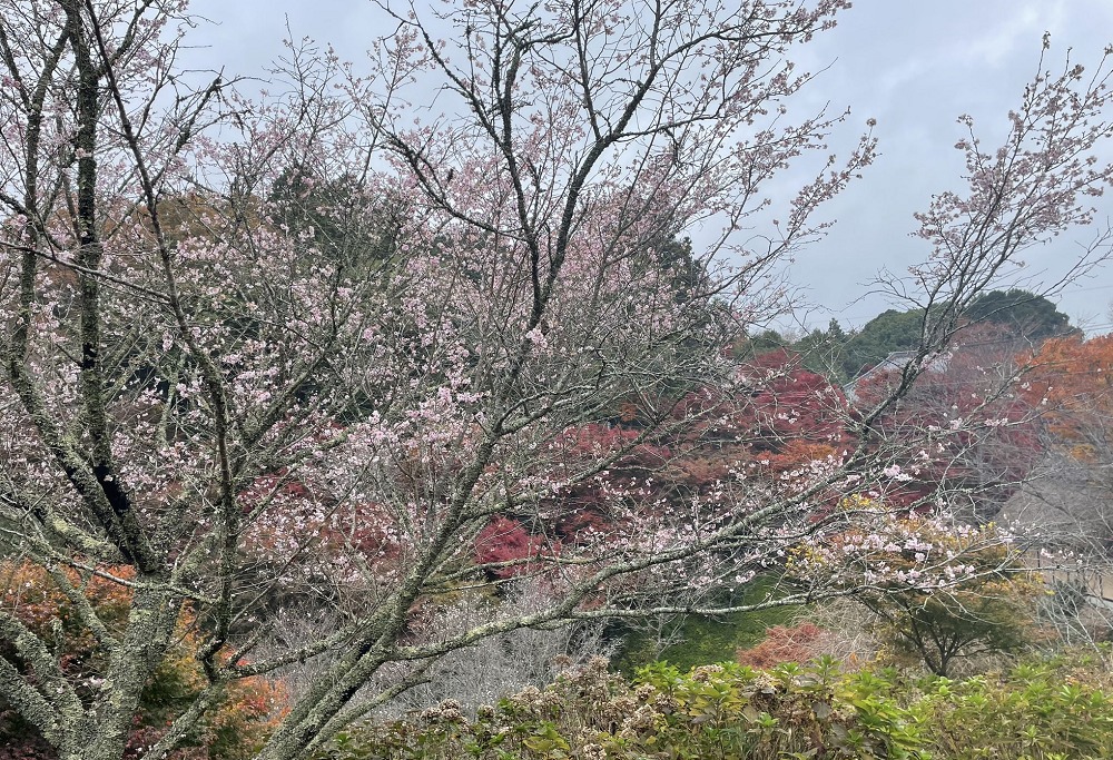 普門寺の四季桜