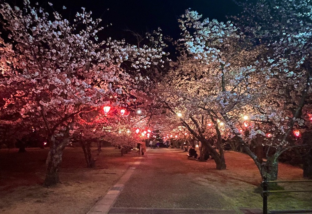 早島公園の夜桜