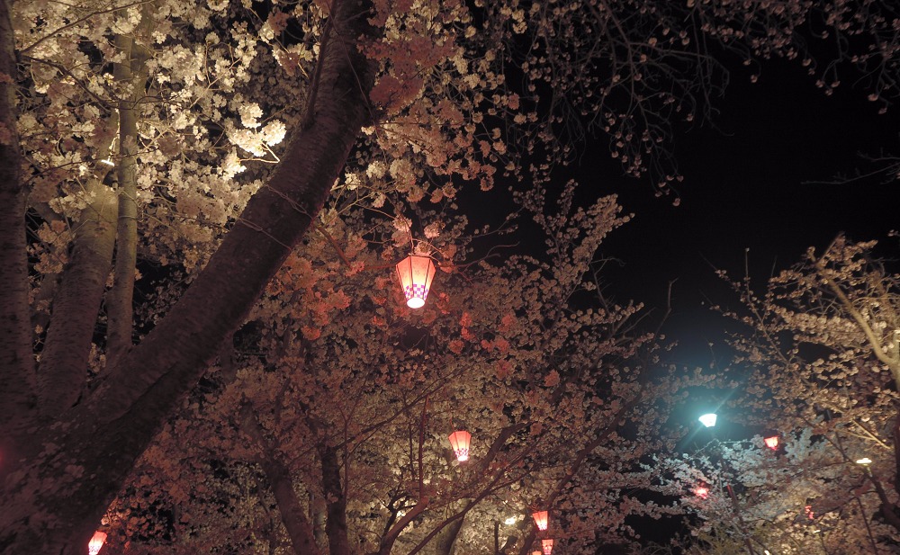 早島公園の桜ライトアップ