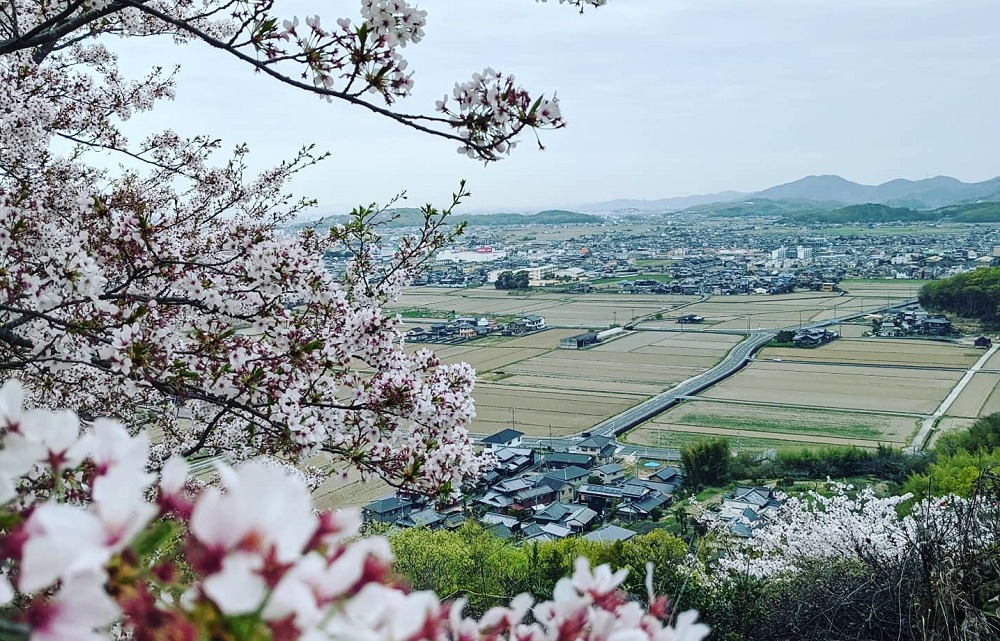 岩屋山展望台と桜