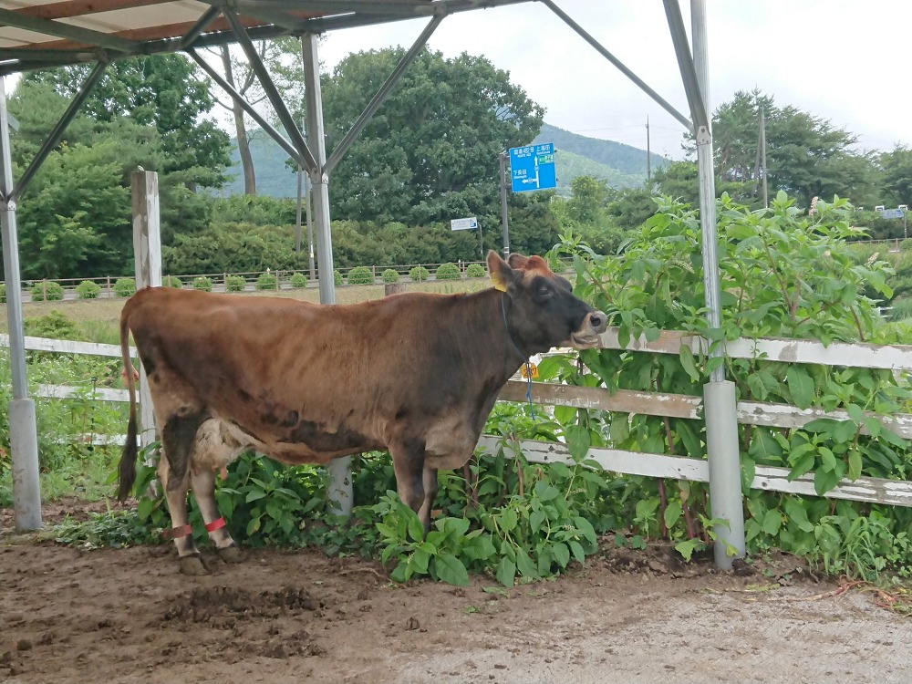 ジャージー牛ふれあい広場の食事中の牛