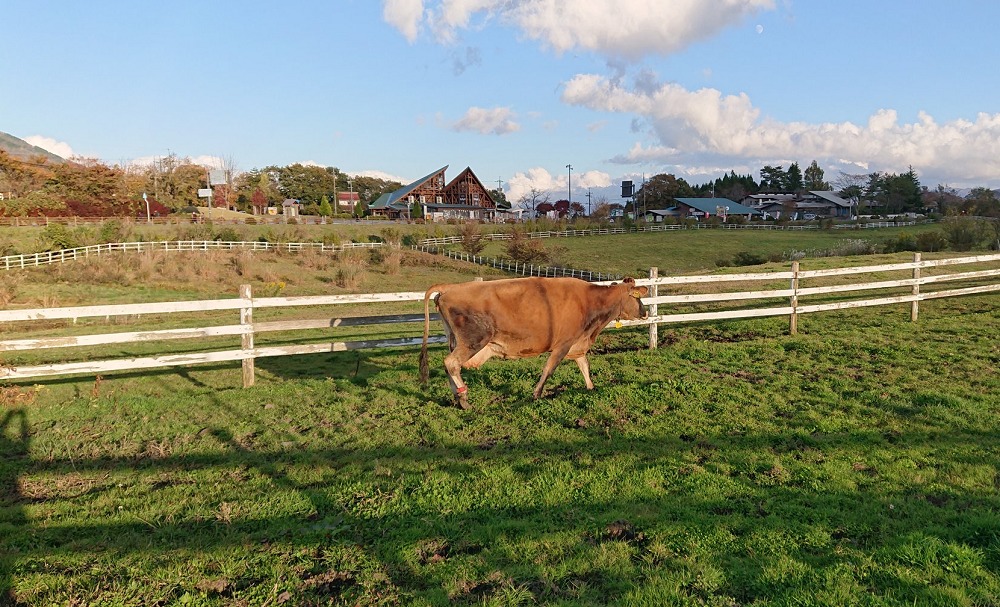 ジャージー牛ふれあい広場の放牧