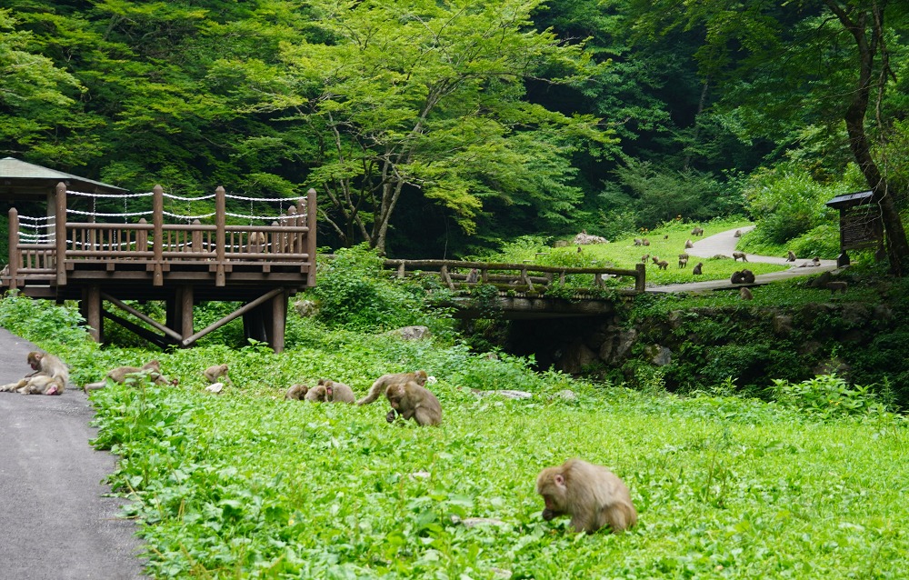 神庭の滝自然公園の猿