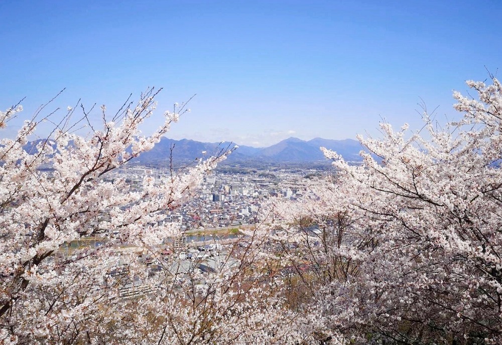 神南備山展望台の桜