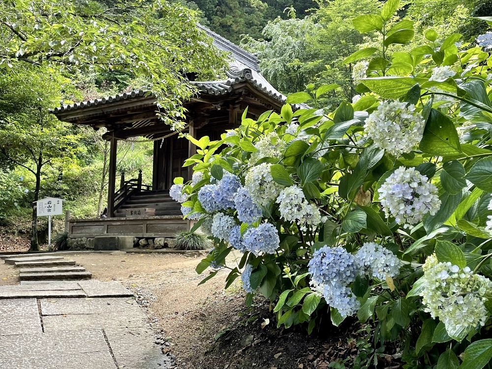 吉備津神社の紫陽花