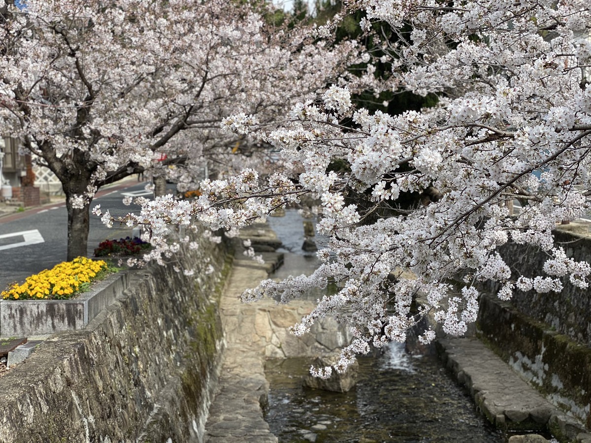 紺屋川美観地区の桜並木風景