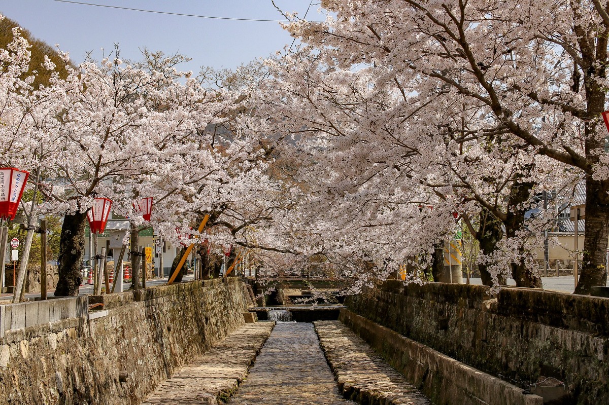 紺屋川美観地区の桜並木