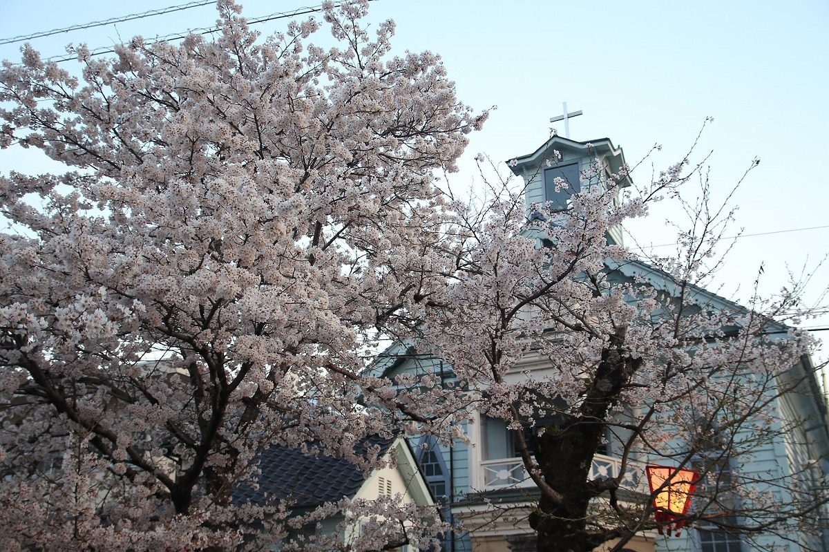 紺屋川美観地区の桜並木と建物