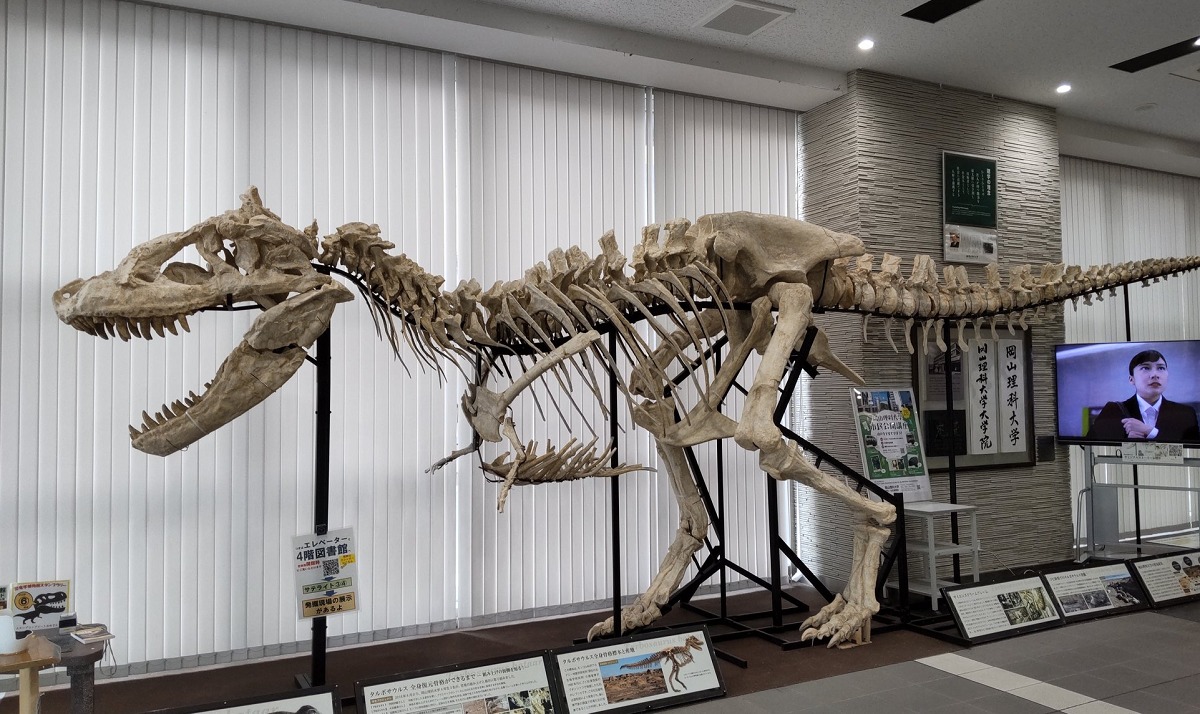 恐竜学博物館の全身展示
