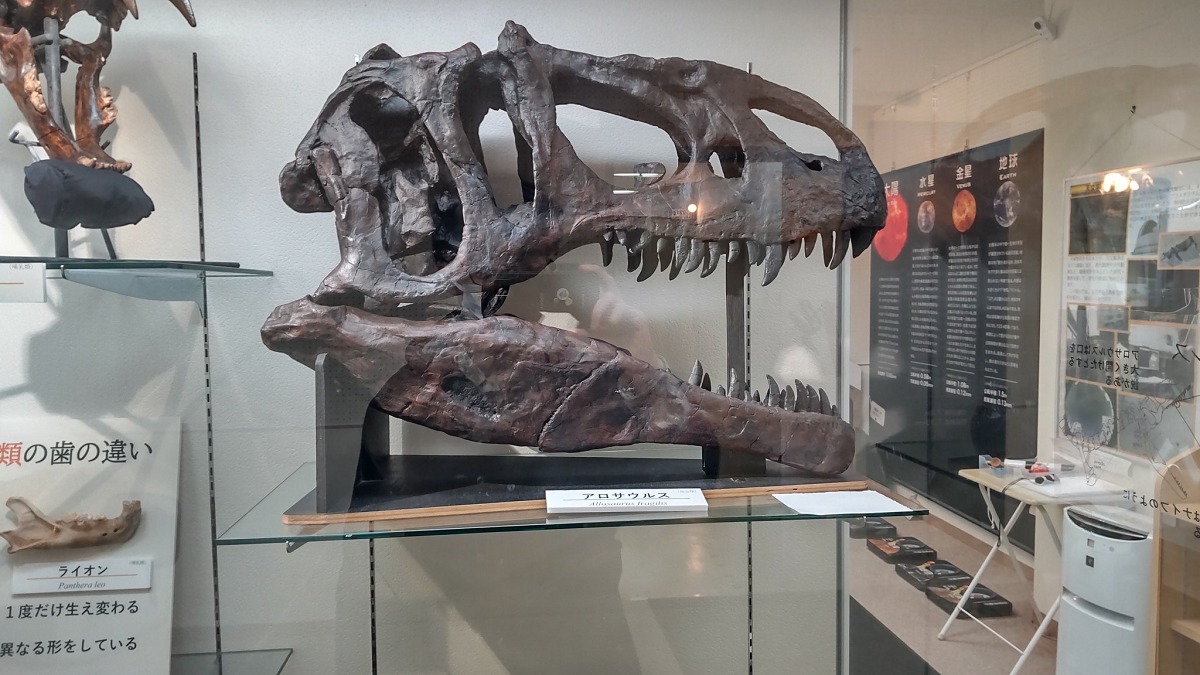 恐竜学博物館の頭展示