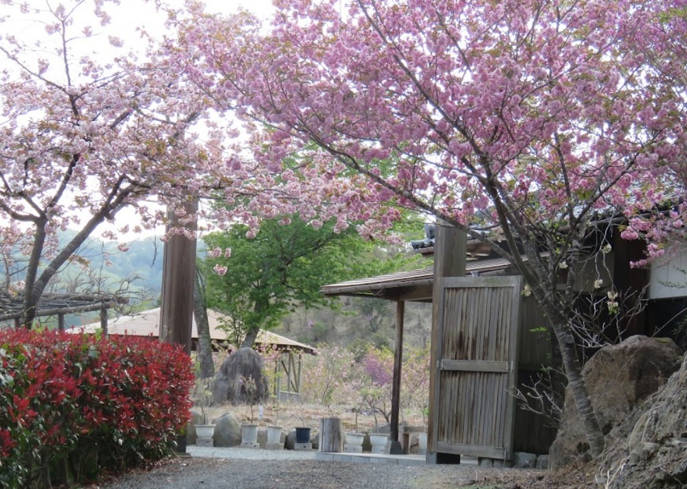 美咲花山園の八重桜